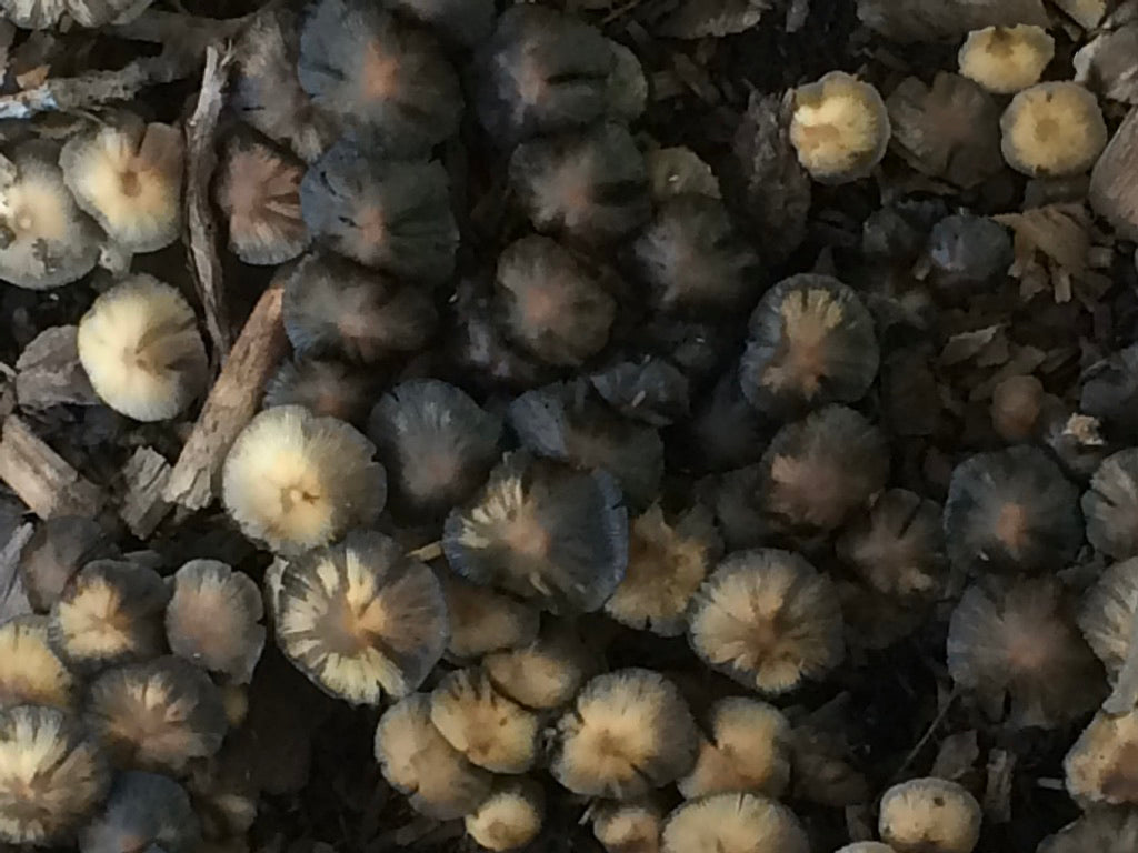 Magical Mushrooms Scarf