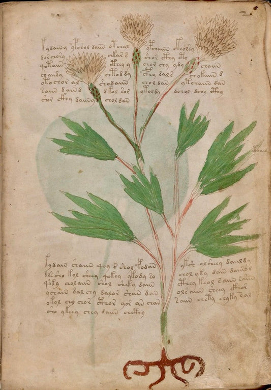 Medieval Botanical Green Print Scarf